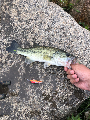 ブラックバスの釣果