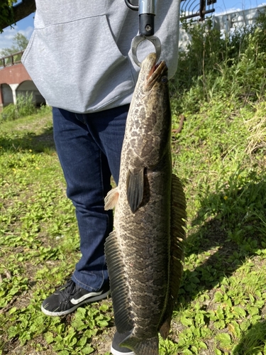 ライギョの釣果