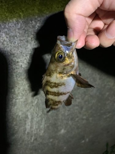 シロメバルの釣果