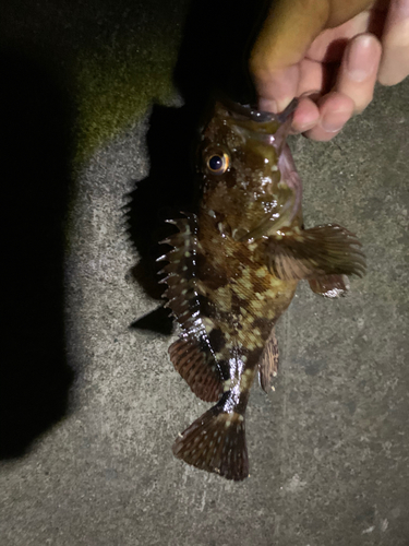 カサゴの釣果