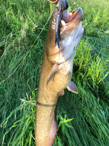 ナマズの釣果