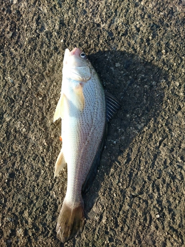 シログチの釣果