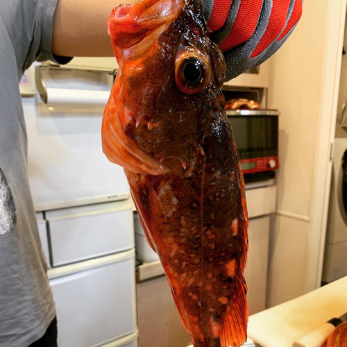 オニカサゴの釣果