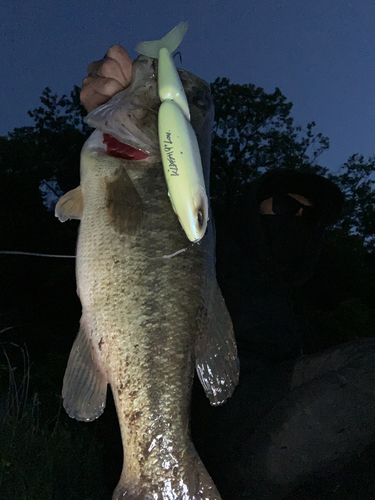 ブラックバスの釣果