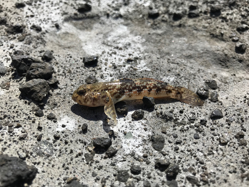 マハゼの釣果