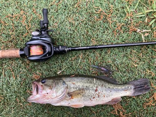 ラージマウスバスの釣果