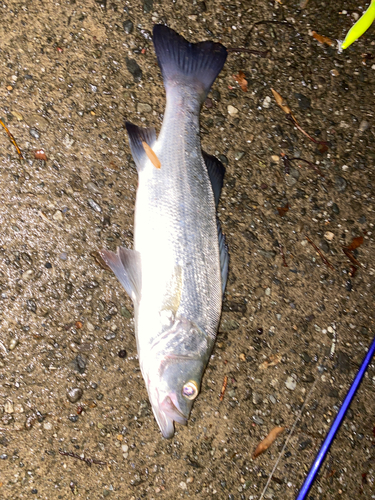 フッコ（マルスズキ）の釣果