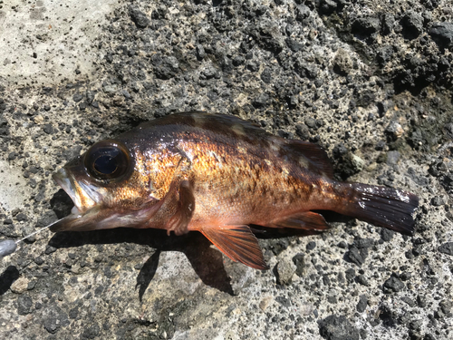 アカメバルの釣果