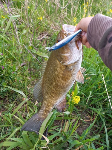 スモールマウスバスの釣果