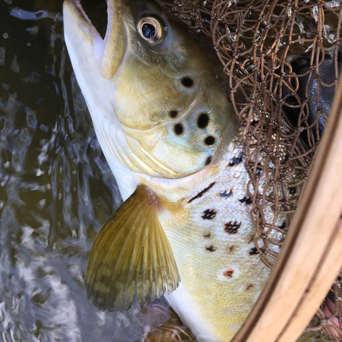 ブラウントラウトの釣果