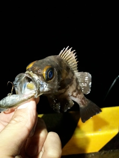 メバルの釣果