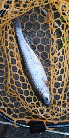 イワナの釣果