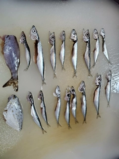 サバの釣果