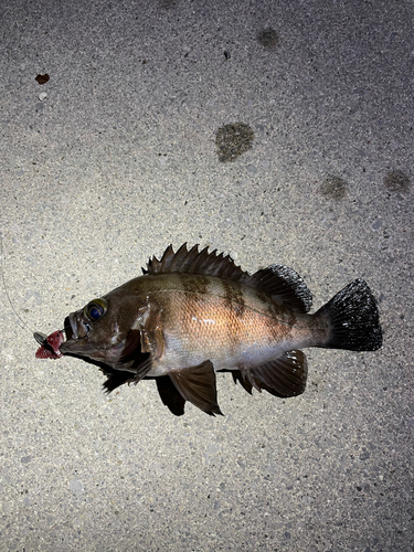 メバルの釣果