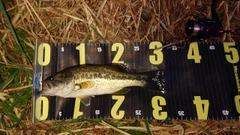 ラージマウスバスの釣果