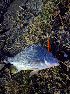 キチヌの釣果