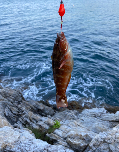 イソベラの釣果