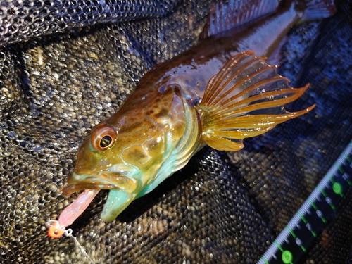 アナハゼの釣果