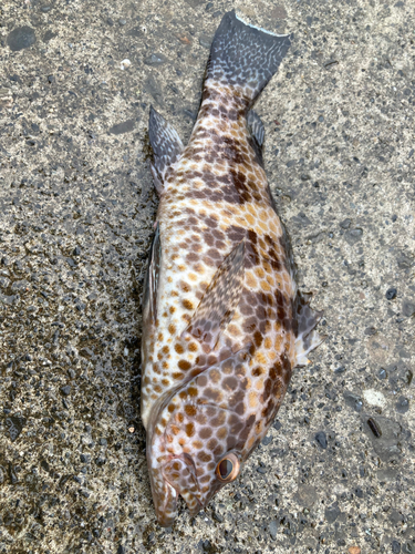 オオモンハタの釣果