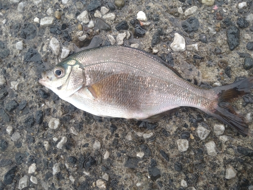 ウミタナゴの釣果