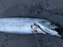 タチウオの釣果