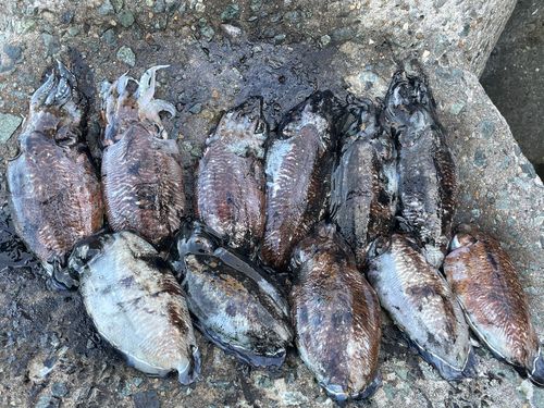 コウイカの釣果