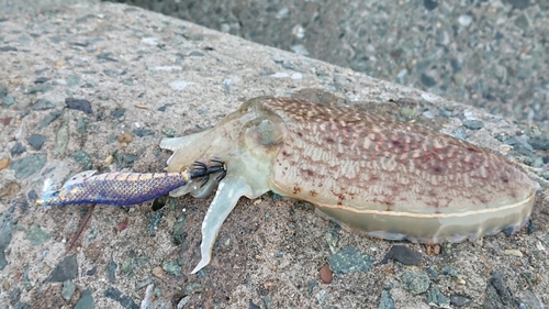 コウイカの釣果