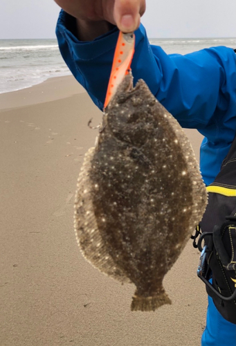 ソゲの釣果