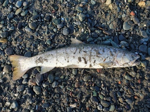 アメマスの釣果