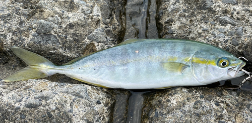 ワカシの釣果