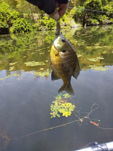 ブルーギルの釣果