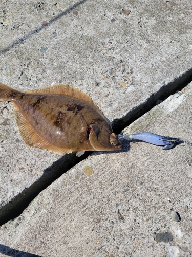 カレイの釣果