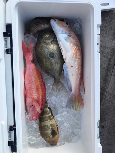 アマダイの釣果