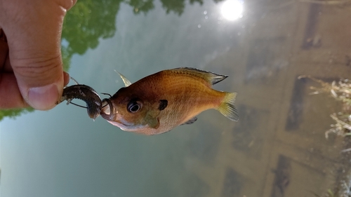 ブルーギルの釣果