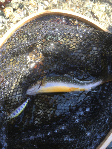 イワナの釣果