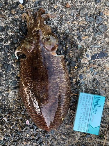 コウイカの釣果