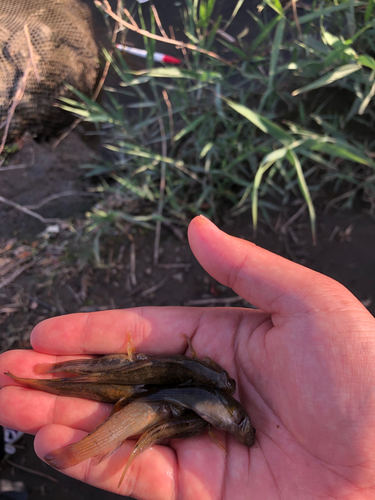 ハゼの釣果