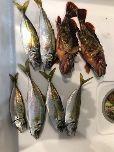 アジの釣果