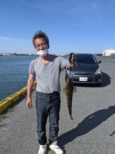 マゴチの釣果