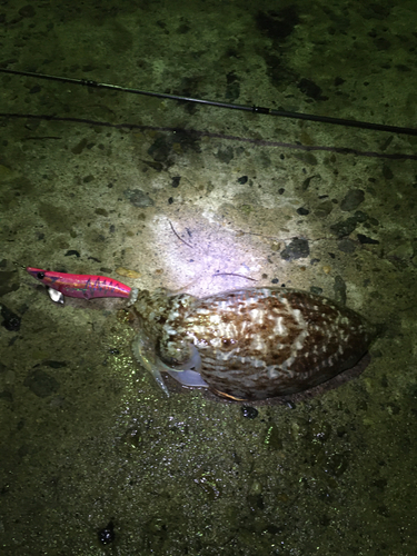 コウイカの釣果