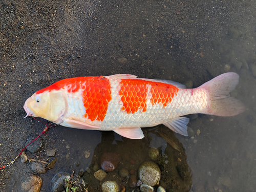 コイの釣果