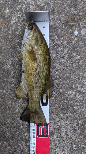 スモールマウスバスの釣果