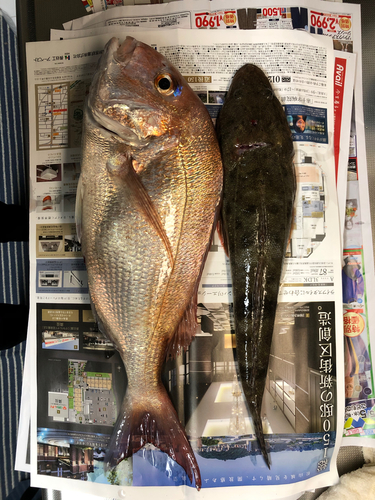 マダイの釣果