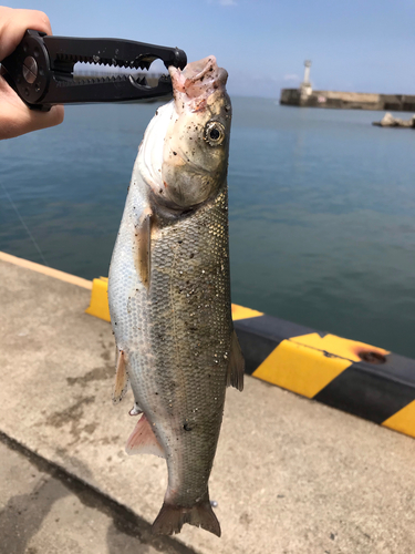 ウグイの釣果