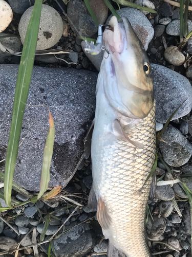 コイの釣果