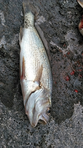 イシモチの釣果