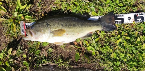 ブラックバスの釣果