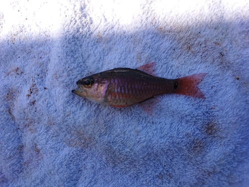 ネンブツダイの釣果