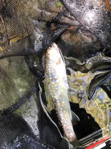 イワナの釣果