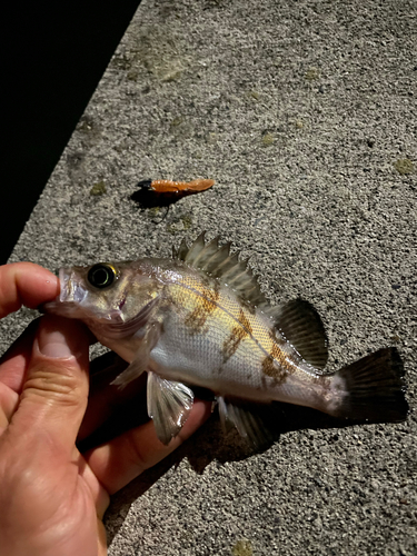 メバルの釣果